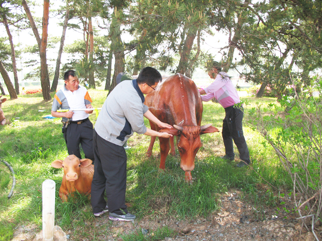 홍북면(면장 이종욱)은 지난 14일 홍북면 봉신 4거리에 위치한 도로공사로 먼지가 쌓여 더러워진 소 조형물을 청소해 깨끗한 모습으로 탈바꿈 시켰다.