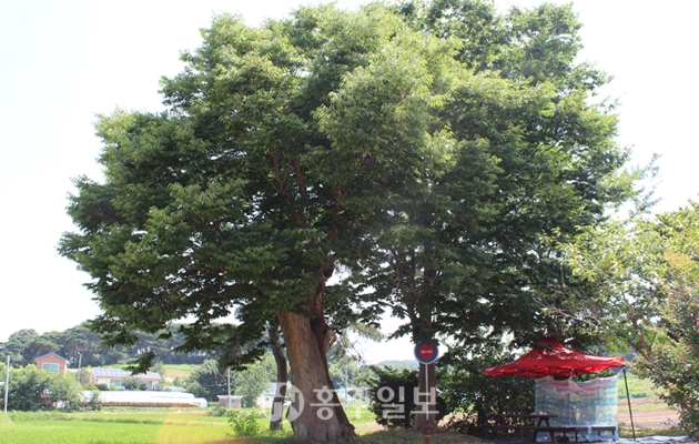 홍동면 김애마을 외롭고 고독한 느티나무 이야기