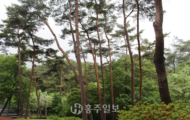 부여 만수산휴양림 노송 숲, ‘전국 아름다운 숲’ 선정
