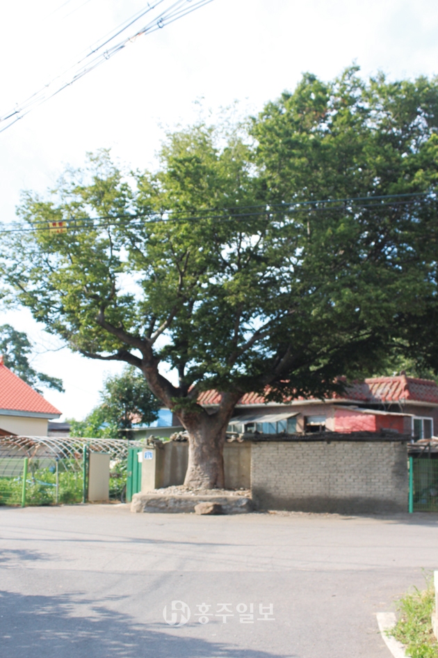 광천읍 옹암리 244-2 ‘180년 느티나무’