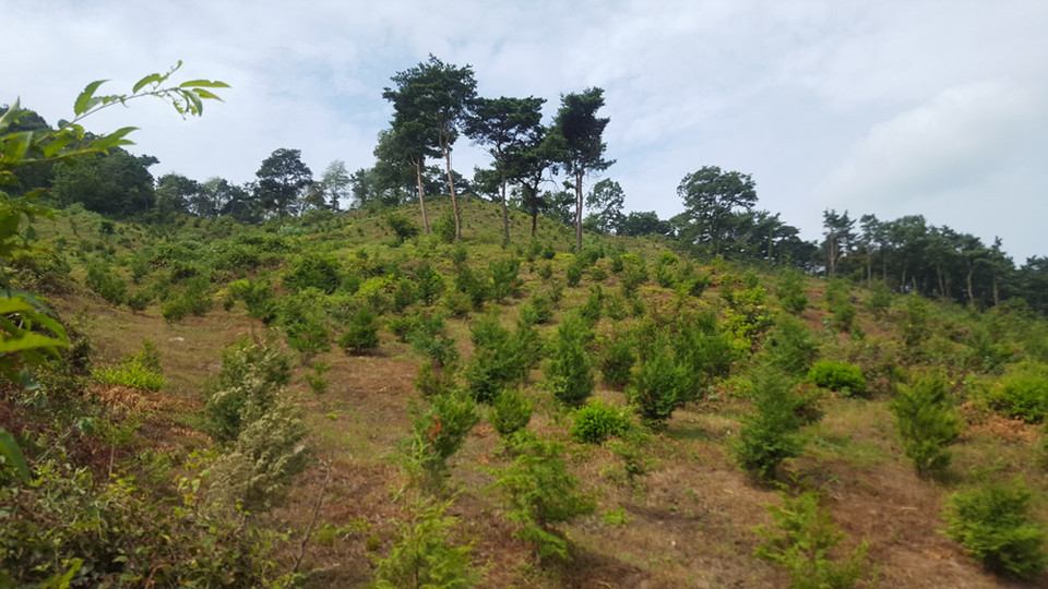 홍성군은 지난 봄철에 127.2ha의 산림에 편백, 소나무, 백합나무 등 26만여 본의 조림을 완료한 바 있고, 11월 말이면 가을철 조림사업도 완료될 예정이라고 지난 26일 밝혔다.