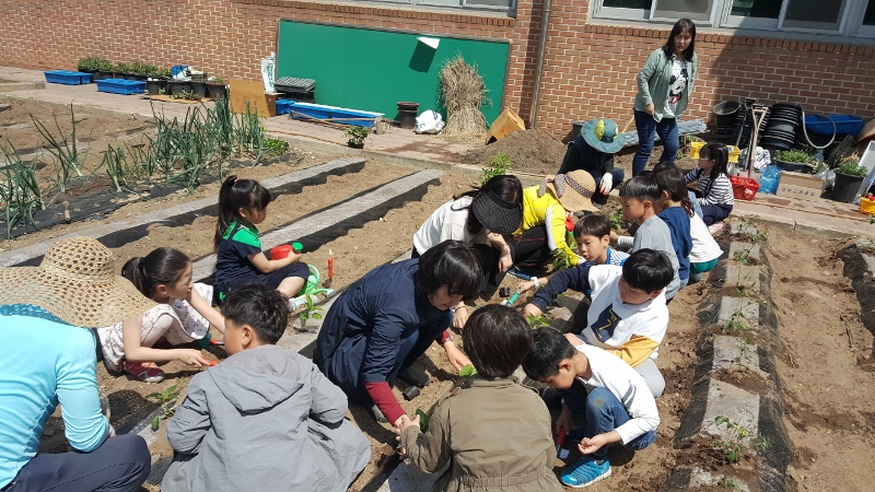 최우수상을 받은 광덕초등학교의 학교텃밭 모종심기 모습