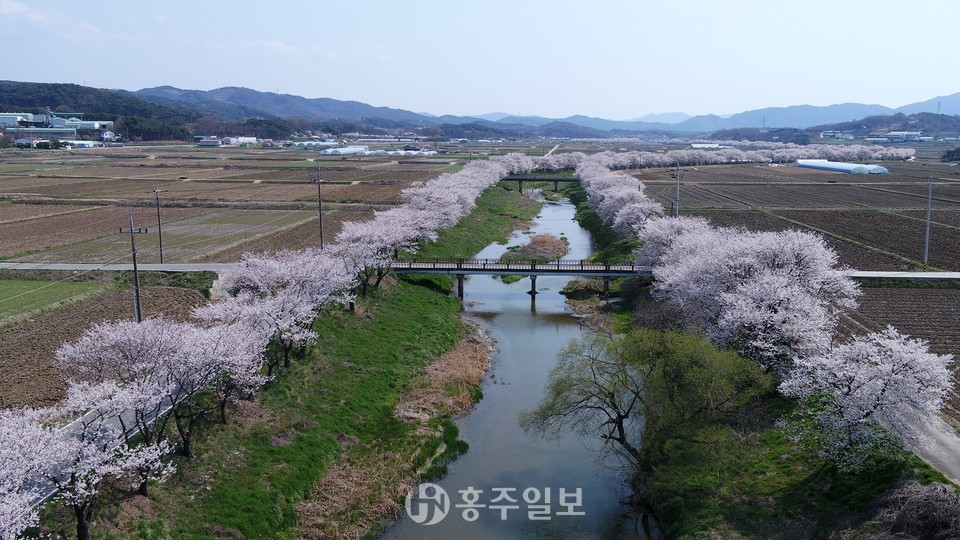 지난 봄 홍동천에 활짝 핀 벗꽃이 장관을 이루고 있다.
