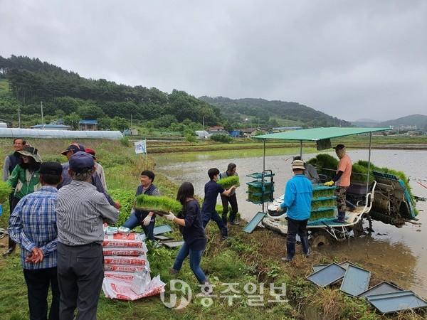 대한노인회·서부노인자원봉사 클럽 직원들이 모내기 일손돕기에 참여하고 있다.