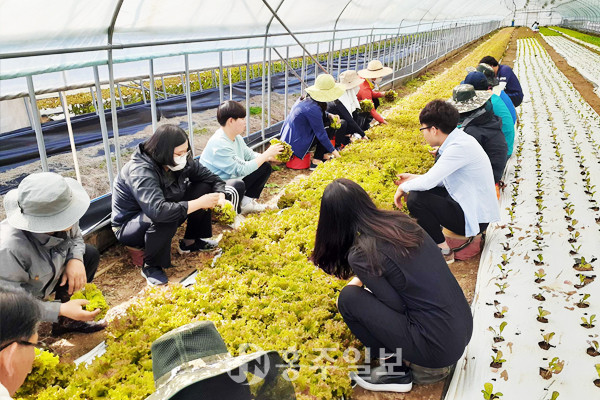 쌈채소 수확중인 장곡면 허가건축과 직원들.