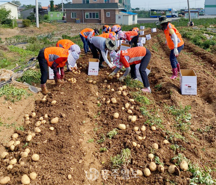 홍성관내 농·축협 임직원과 농가주부모임 회원들이 감자캐기 작업을 진행 중이다.