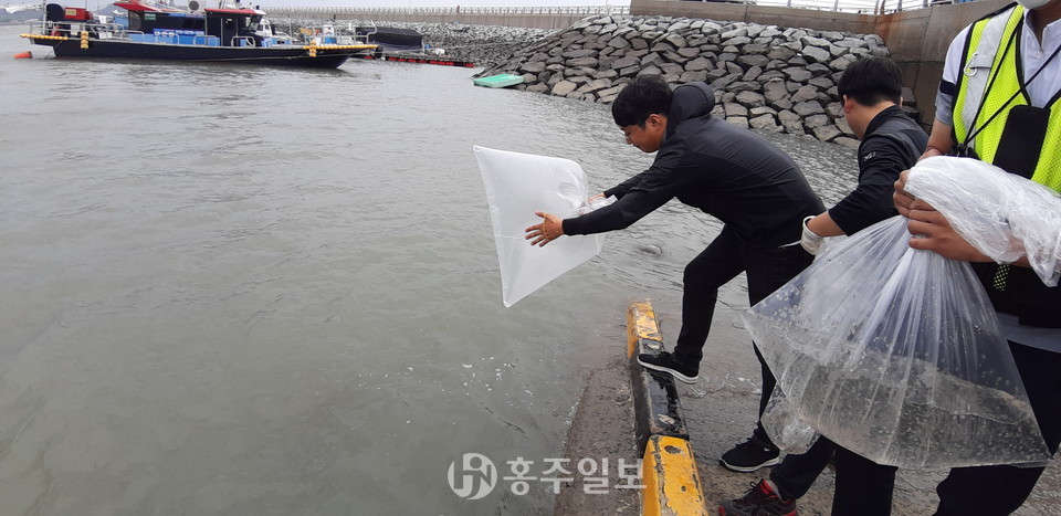 천수만 해역 자원조성을 위해 죽도 인근에 어린 주꾸미를 방류하고 있다.