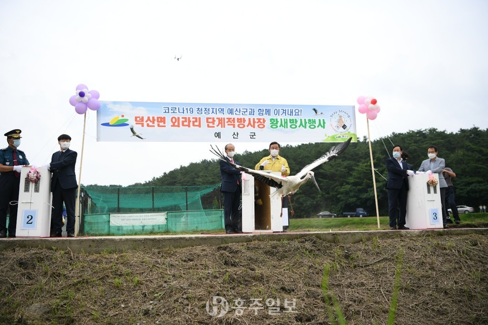 황선봉 군수가 방사시킨 황새가 힘차게 날아오르고 있다.