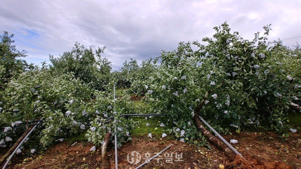 집중호우와 강풍으로 피해를 입은 삽교읍 표세형 씨 과수 농가의 모습.