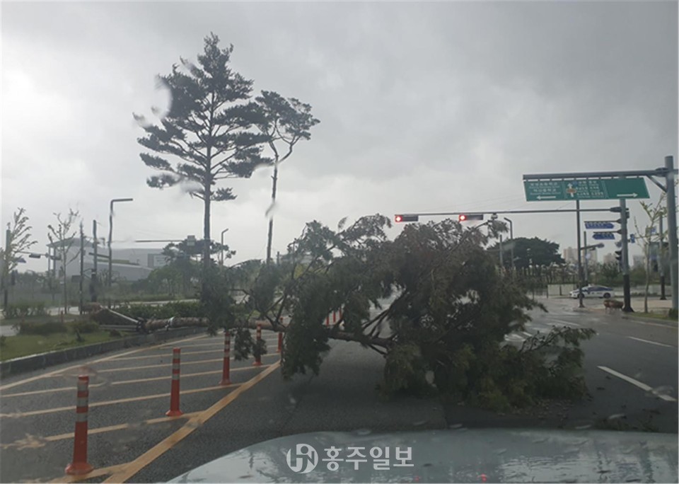 지난 해 예산군에서 태풍 ‘링링’으로 인해 쓰러진 가로수.