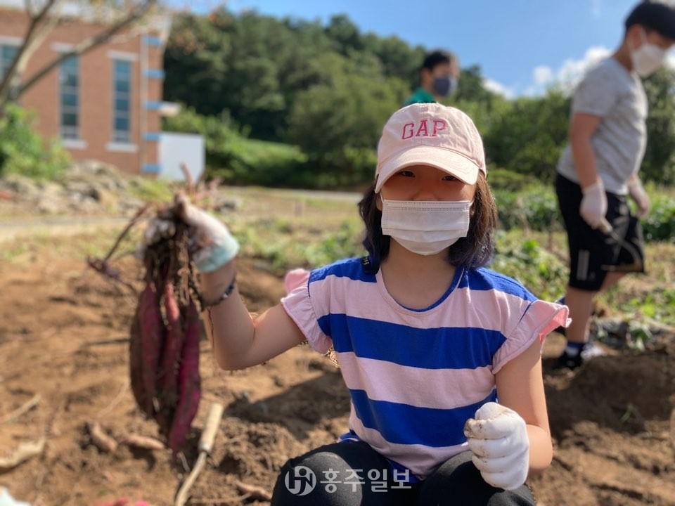 한 대술초 학생이 고구마를 캐내고 신나하는 모습을 보이고 있다.