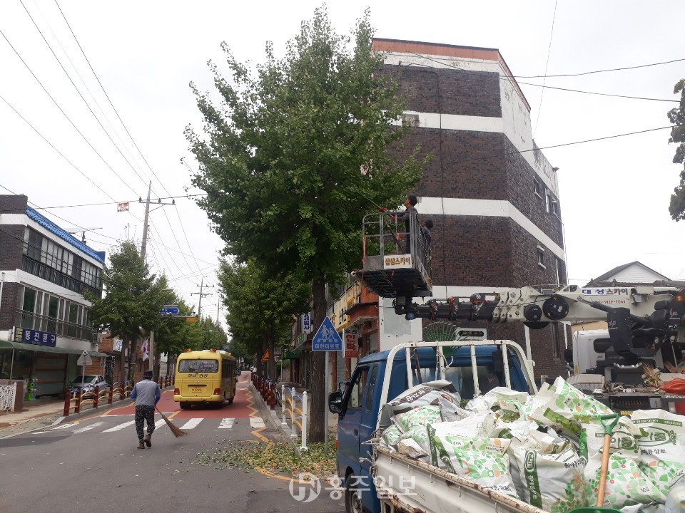 예산군에서 실시중인 은행열매 수거작업.