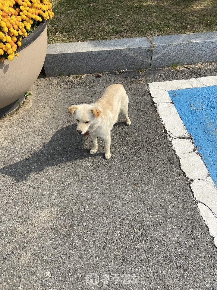 금마면 행정복지센터에서 기르고 있는 강아지 '금순이'도 이 광경을 목격했다.