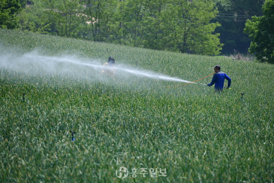 관내에 위치한 한 마늘농가(제공=홍성군).