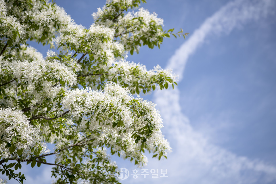 이팝나무는 입하(양력 5월 5일) 전후 꽃을 피운다.