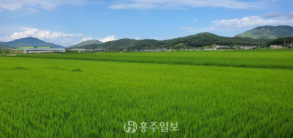 홍동면에 재배되고 국산 벼