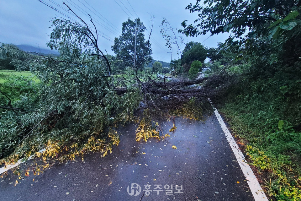 태풍 ‘힌남노’의 강한 비바람으로 인해 지난 6일 새벽 마을 진출입 도로로 나무가 쓰러졌다.