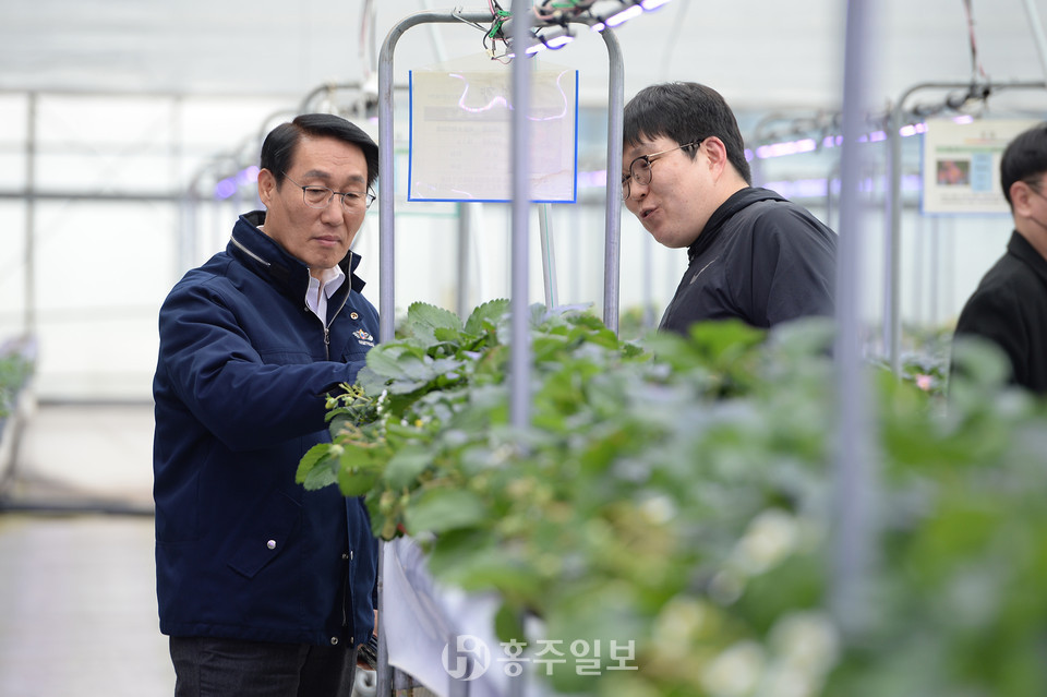 이용록 군수가 안형균 농업연구사로부터 홍희딸기에 대한 설명을 듣고있다.