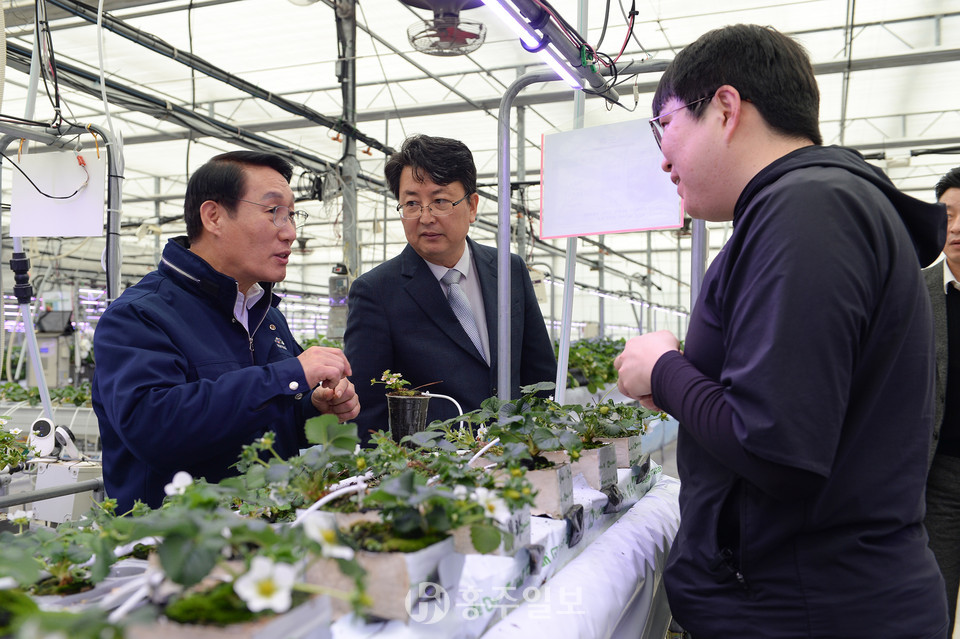 이용록 군수가 이승복 농업기술센터 소장과 안형균 농업연구사로부터 홍희딸기에 대한 설명을 듣고있다