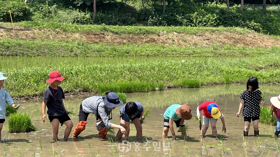 홍동초 손 모내기 체험.