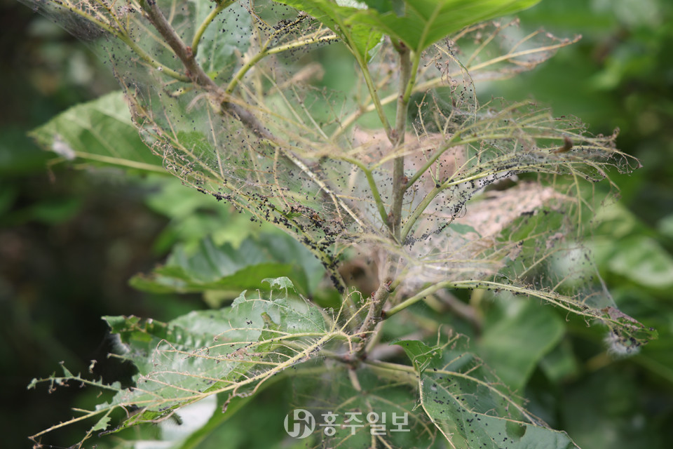 활엽수 갉아먹는 미국흰불나방, 홍성 전역 ‘피해 속출’