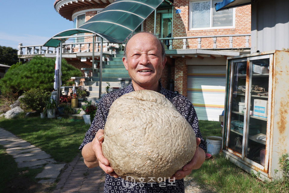 서기석 금마면 화양리 화전마을이장이 지난 2일 발견한 댕구알버섯을 들고 환하게 웃고 있다.