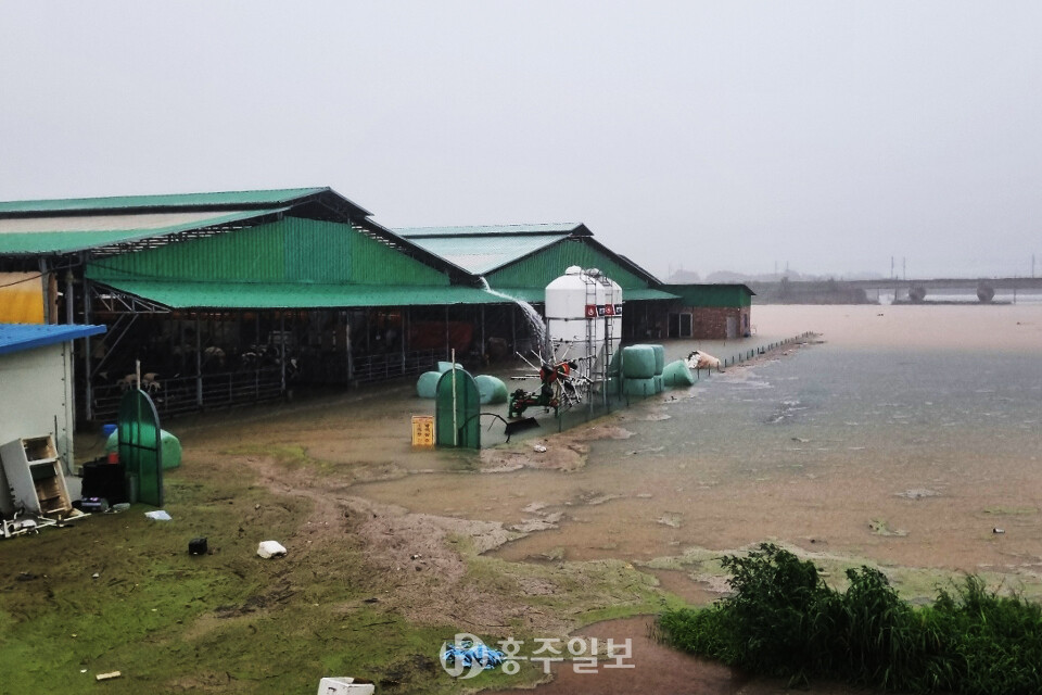 홍북읍 정두마을 침수된 한우농가.