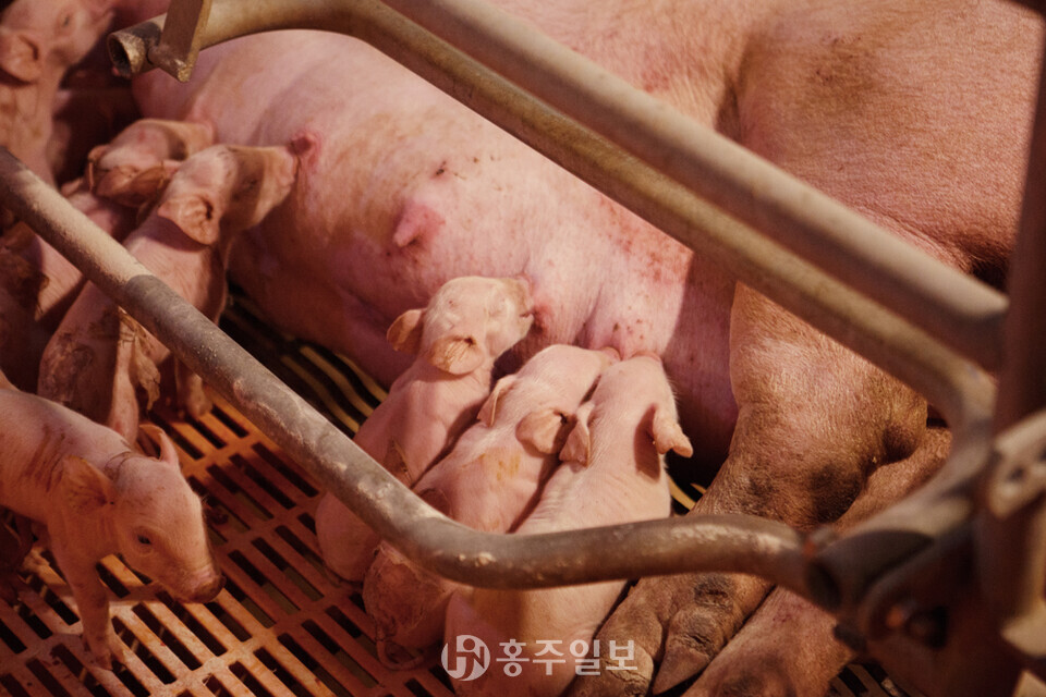 아프리카돼지열병. 홍주일보DB