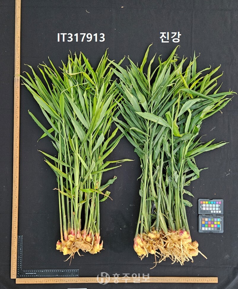 ‘진강’과 일반 중생강 비교 사진.
