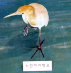 우리나라 새 도감에 없는 ‘노랑머리백로’ 박제된 새는 황로이다