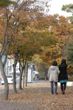 7일 겨울이 시작된다는 절기인 입동을 기점으로 날씨가 급격히 쌀쌀해지면서 관내에 초겨울 분위기가 물씬 풍기고 있다. 사진은 낙엽이 수북이 쌓인 홍성 법원·검찰청 앞길을 걷고 있는 행인의 모습.