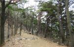 아미산은 소나무와 참나무가 주로 분포돼 있으며 흙길과 돌길, 계단이 어울리며 등산로와 산책로가 잘 조성돼 있다.