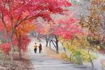 차가운 바람에 흩날리는 가을 단풍 잎사귀들이 울긋불긋 세상을 수놓고 있다. 혜전대학교 학생들이 지난 11일 오색 빛깔로 물든 교정을 거닐며 깊어져가는 가을을 만끽하고 있다.