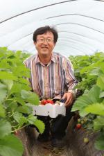 박효병 씨가 딸기를 수확하고 있다.