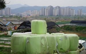 충남도청내포신도시 주변의 축사에서 바라본 내포신도시 전경. 멀리 용봉산 아래로 펼쳐진 신도시의 아파트가 보인다. 신도시 주민들은 축산악취문제로 고통을 호소하고 있는 실정이어서 홍성군 민원의 최대 현안으로 떠올랐다.