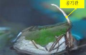 물땡땡이 공기관의 모습.
