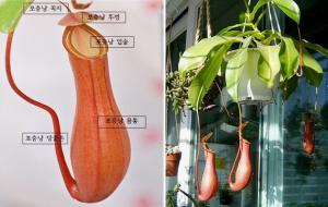 네펜데스 포충낭의 구조와 모습.