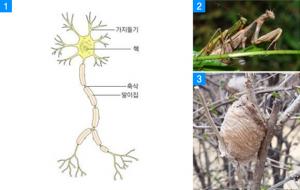 1.곤충의 신경세포 구조. 2.사마귀의 짝짓기. 3.왕사마귀 알주머니.