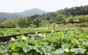 홍북면 중계리에 위치한 고암이응노생가기념관 연못 전경.