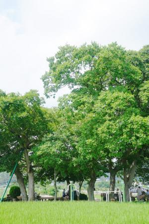 갈산면 행산리 311-1 백야 김좌진 장군 사당 앞 논 한가운데에 있는 팽나무 다섯 그루는 1982년 10월 보호수(지정번호 8-12-10-8-317)로 지정된 나무다. 수령은 210여년 이상 되며,  나무둘레 2.3ｍ, 수고 14ｍ 가량 된다. 갈산면 행산리 주민들이 관리하는 이 보호수는 대부분 한 그루씩 지정된데 비해 다섯 그루가 함께 모여 있어 한꺼번에 지정됐으며, 나무아래에는 주민들의 휴식공간으로 이용되고 있으며, 보호수 안내판과 각종 운동기구도 잘 갖춰져 있다.