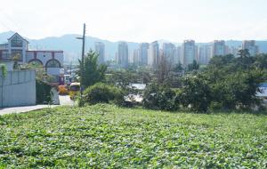 대지동마을에서 바라본 내포신도시.