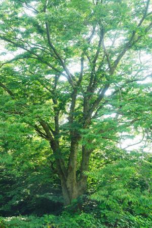 갈산면 운곡리 394-1의 ‘느티나무’는 수령이 230~240년으로 추정 되며, 나무높이는 20ｍ 가량으로 추정된다. 지난 1982년 10월 보호수(지정번호 8-12-10-14-3**)로 지정됐다. 개인소유의 밭에 관리가 되지 않은 듯 방치된 채 서 있는 이 느티나무는 안내표지판도 설치돼 있지 않다. 홍성군의 보호수에 대한 재정비가 필요해 보인다. 안내표지판의 통일도 요구되는 대목이다.