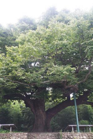 구항면 황곡리 산48-1 ‘느티나무’는 ‘하대정자나무’로도 불리며 수령이 380~400년으로 추정된다. 높이는 15ｍ가량 되며 1982년 10월 보호수(지정번호8-12-11-248)로 지정됐다. 이 보호수는 고려 말경 백성과 병사들이 전염병으로 많이 죽자 결성 원님이 수명이 긴 느티나무 8그루를 심고 백성들의 장수를 기원했는데, 7그루는 고사하고 현재 한 그루만 남아 있다. 어느 날 마을사람들이 이 나무를 베기 시작하자 나무에서 피가 흘러나와 놀라서 중단했다는 전설이 전해지는 신목(神木)으로 지금은 하대마을의 수호목(守護木)으로 받들고 있다. 별도의 보호수 안내판은 없다.
