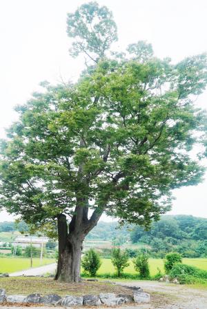 구항면 내현리 210-7 ‘느티나무’는 수령이 380~400년으로 추정되며, 높이는 15~20ｍ가량 되는 것으로 알려지고 있다. 1982년 보호수(지정번호 8-12-11-249)로 지정됐다. 구항면 내현리 화산마을 입구 도로변에 있는 이 보호수는 농촌건강장수마을로 불리는 화산마을의 하 씨 선대가 심은 것으로 전해지고 있으며, 화산마을 하 씨는 현재 5대에 걸쳐 이 마을에 살고 있는데, 이로 미뤄볼 때 수령이 400년은 됐을 것이라고 이 마을 사람들은 전한다. 이 보호수와 관련된 안내판은 없다.