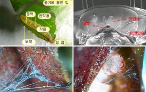 1.잘라낸 잎에 실을 내어 배마디에 붙인 후 이빨로 잎의 가장자리를 물고 당긴다.  2.전자현미경으로 확대한 나방에벌레 입 모양.  3.애벌레 집을 붙이는 모습.  4.연물명나방 애벌레가 실을 내어 붙이는 모습.