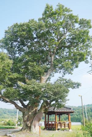 금마면 용흥리 80번지 용강마을의 느티나무는 1982년 10월 보호수(지정번호 8-12-4-7-292)로 지정됐다. 수령은 300여년으로 추정되고 있으며, 나무둘레는 2.5~3ｍ가량 되고 수고는 22~25ｍ로 추정되고 있다. 용강마을은 30여 세대 80여명의 주민이 살고 있는 아담한 마을로 1반 뒷골과 2반 통면으로 나뉘어 있다. 홍양저수지 상류에 연접하고 있으며, 나무 옆에 정자와 안내판이 세워져 있어 이 마을 주민들의 쉼터로 활용되고 있다.