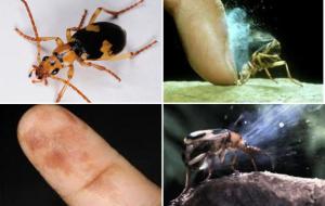 1.폭탄먼지벌레. 2.자극에 반응하는 먼지벌레. 3.폭탄먼지벌레에 데인 손가락. 4.폭탄을 투하하는 모습.
