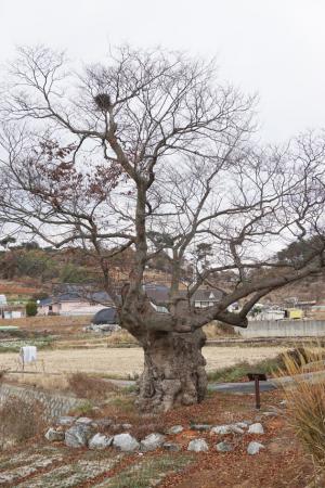 서부면 궁리 561-2에 있는 ‘느티나무’는 수령이 480~500년으로 추정되는 보호수(지정번호 8-12-269)로 높이는 14~16ｍ, 둘레도 4~5ｍ로 추정되며 1982년 10월에 보호수로 지정됐다. 정월 열나흗 날 나무 앞에서 당산나무 고사를 지낸다고 한다. 본래 마을 공동체를 위한 당제가 있었으나 천수만 방조제공사로 없어 졌다가 1990년대부터 고사를 다시 지내며, 제관은 마을의 연장자로 하되 부정이 없어야 하고, 삼일동안은 금용생활을 하는 등 몸과 마음을 깨끗이 하고 제사를 주관한다고 한다.