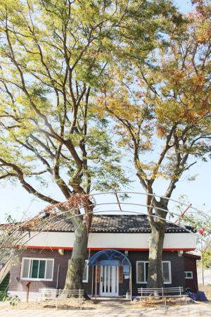 홍동면 팔괘리 307 석산마을(돌팡뫼) 마을회관 앞에 서있는 두 그루의 느티나무는 수령이 200여년으로 추정되고 있는 보호수(지정번호 2013-06)다. 지난 2013년 9월 5일에 보호수로 지정된  이 나무는 수고가 18ｍ, 나무둘레는 3ｍ가량으로 추정되고 있으며, 석산마을회관 정문 앞 좌우를 두 그루의 느티나무가 지키고 서 있는 형국이다. 최근에 지정된 보호수로 마을회관을 지키고 있어서인지 안내판도 잘 정비돼 있으며, 마을주민들과 매일 친숙하게 지내고 있는 듯하다.