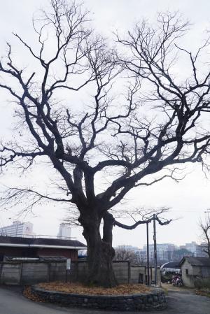 홍성읍 월산리 134-2에 있는 ‘340년 느티나무’는 월산1리 마을회관 앞에 있는 보호수(지정번호 8-12-1-212)로 1982년 10월 보호수로 지정됐다. 수령이 340여년으로 추정되고 있으며, 나무둘레는 4ｍ, 나무높이는 25ｍ로 옛날에는 이 자리에 우물이 있었다고 전해진다. 어느 날 이 우물에 소금장수가 빠져서 죽게 되는 일이 발생했는데, 이런 일이 다시는 일어나지 않게 하기 위해서 마을주민들이 의견을 모아 우물을 메우고 나무를 심었다고 전해지고 있다. 지금은 마을을 지키는 수호신 역할을 하기도 하지만 마을의 소중한 자랑거리로 여기고 있다.